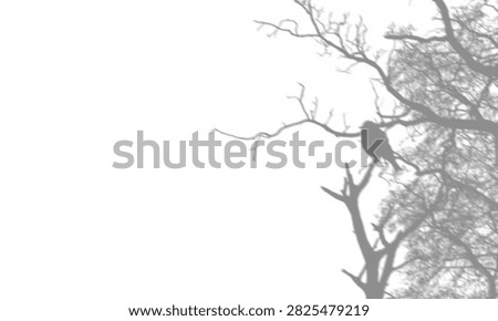 Shadow Overlay of Bare Tree Branches with Bird Perched for Wall Background Effect