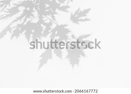 Shadow overlay effects for branding. Mockups. Scenes of natural lighting. Light Gray shadows of maple tree branches on a white wall. Banner with copy space.