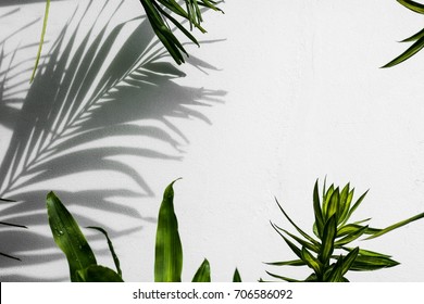 Shadow Of Palm Coconut Leaves On White Concrete Wall