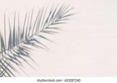 The Shadow Of The Palm Leaf On A White Wooden Surface