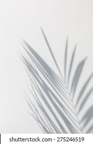 Shadow Of Palm Leaves