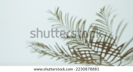Shadow from palm leaves on grey wall background. Shadow tropical leaves of palm or fern on white background. Trendy style for design. copy space