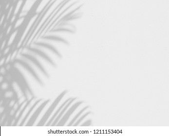 Shadow Of Palm Leaves On White Wall Background