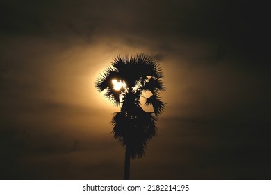 The​ shadow of the palm tree in the evening light 