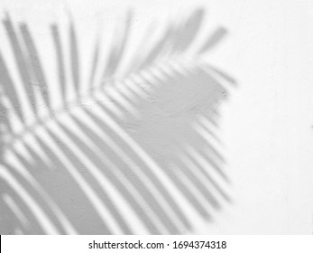 The Shadow Of The Palm Tree Leaves On The Wall.