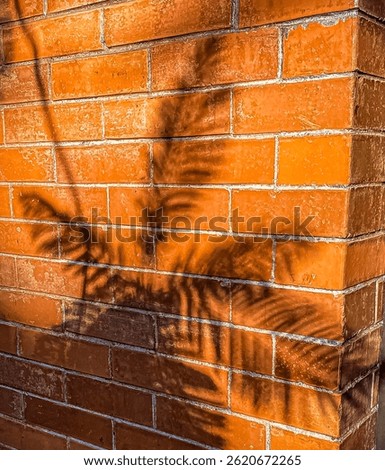 Shadow of a Palm tree over a orange brick wall.