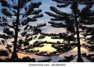 The shadow of the pine trees, the background is the light of the setting sun​