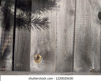 the shadow of the pine trees in the background. old fence. gray. It is warm.