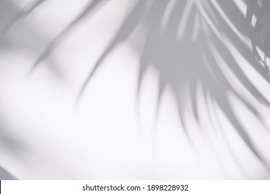 Shadow of plam leave on white background