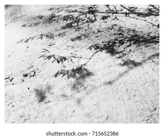 Shadow from plant 