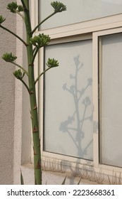 shadow of a plant through sunrays.