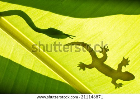 shadow of snake and gecko on banana's leaf.