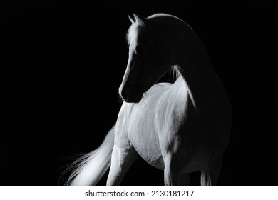 a shadow studio portrait of a gray white horse on a black background isolated