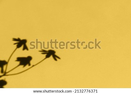 Einsamer Baum in der Namib Namibia