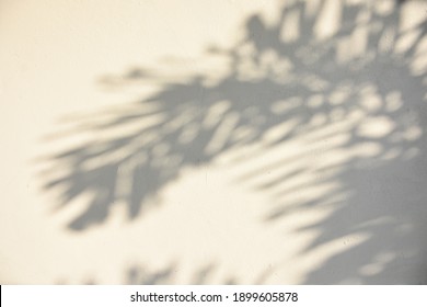 The shadow of the sun shining through the wood
