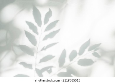 Shadow and sunshine of leaves reflection. Jungle gray darkness shade and lighting on concrete wall for wallpaper, shadows overlay effect, mockup design. Black and white artistic abstract background
