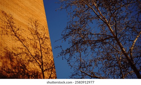 shadow of sycamore leafless tree on brick wall