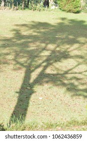 Shadow of a Tree