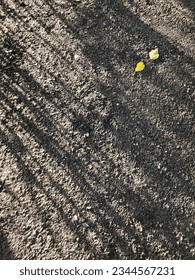 Shadow of tree branch on footpath with yellow leaves for background