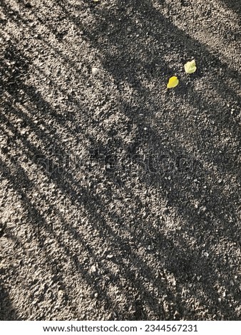 Shadow of tree branch on footpath with yellow leaves for background