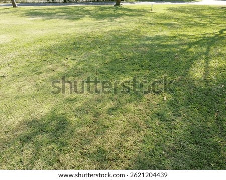 Shadow of Tree branch shape and tree leave shape on the green grass field and asphalt walkway in the public park
