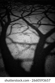 Shadow of a tree with branches cast on an asphalt surface in black and white, creating a dramatic and abstract natural silhouette pattern
