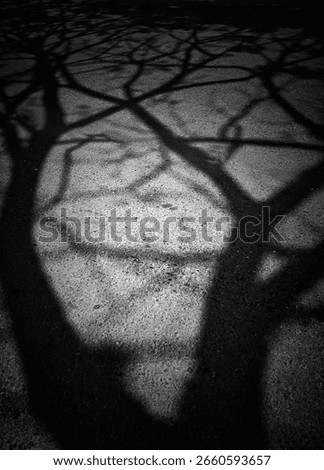 Shadow of a tree with branches cast on an asphalt surface in black and white, creating a dramatic and abstract natural silhouette pattern