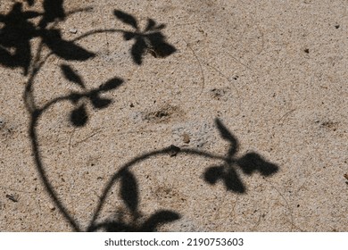 the shadow of tree branches on the sand of the beach is very beautiful and unique