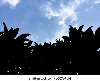 Shadow of tree leaf with blue sky background