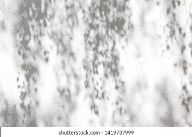 Shadow Of A Tree With A Leafy Crown On The Wall. Concrete Wall Texture. Environment Concept.