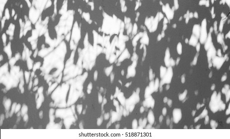 Shadow Of Tree Leave On White Wall