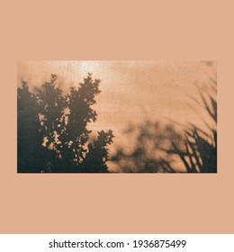 The shadow of the tree on the canvas