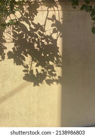shadow of the tree on cement wall