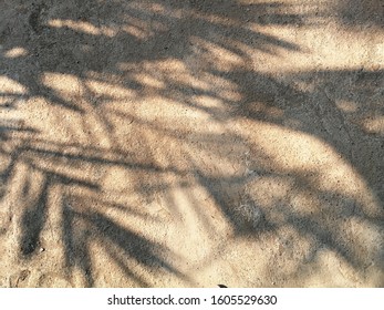 Shadow of the tree on the ground.