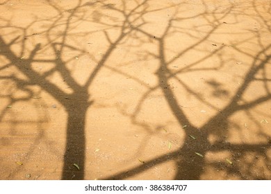 Shadow of tree on ground.