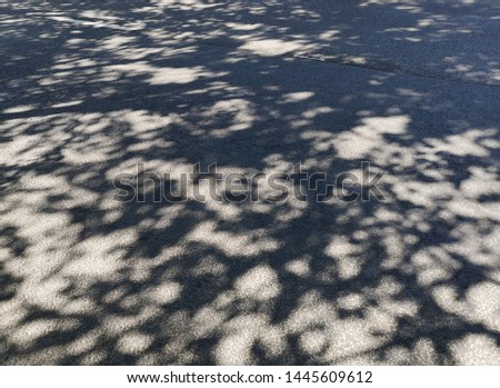 the shadow of the tree on light pavement