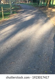 The shadow of the tree on the road