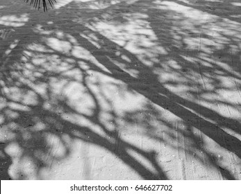 Shadow from The Tree on The Sand