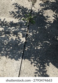 Shadow of tree on sidewalk 
