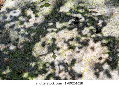 The shadow of a tree on the texture of a wild stone with moss
