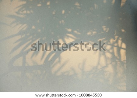 shadow of tree on wall