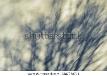 Shadow of a tree on the wall