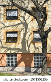 Shadow of a tree on the wall of a building