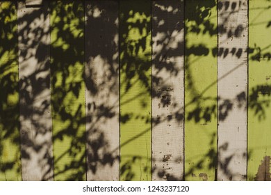 Shadow of tree on the wall.  Soft tone style background.