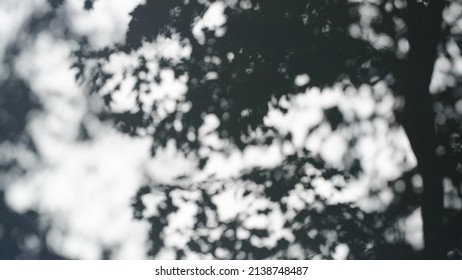 Shadow Of Tree On White Concrete Wall On Sunny Day Outdoors. Silhouettes Of Branches And Leaves On Plaster Outside.