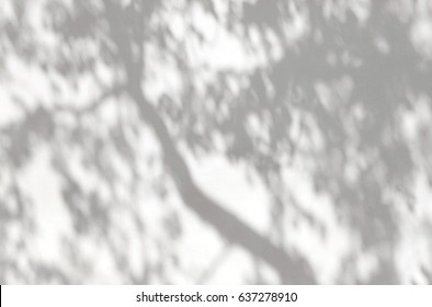 The Shadow Of A Tree On A White Concrete Wall