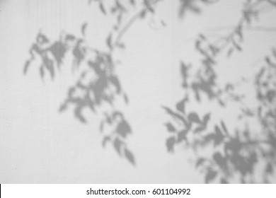 Shadow Tree On White Wall