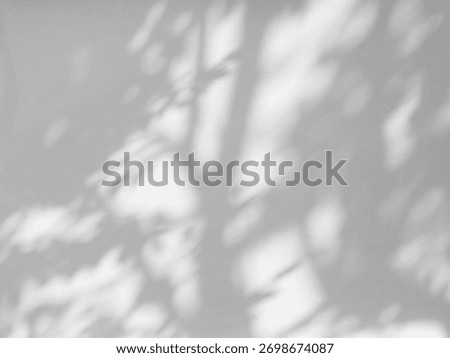 shadow of the tree on white wall background           