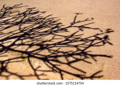 The shadow of the tree with orange ground
