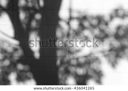 Shadow of tree reflected on the wall.